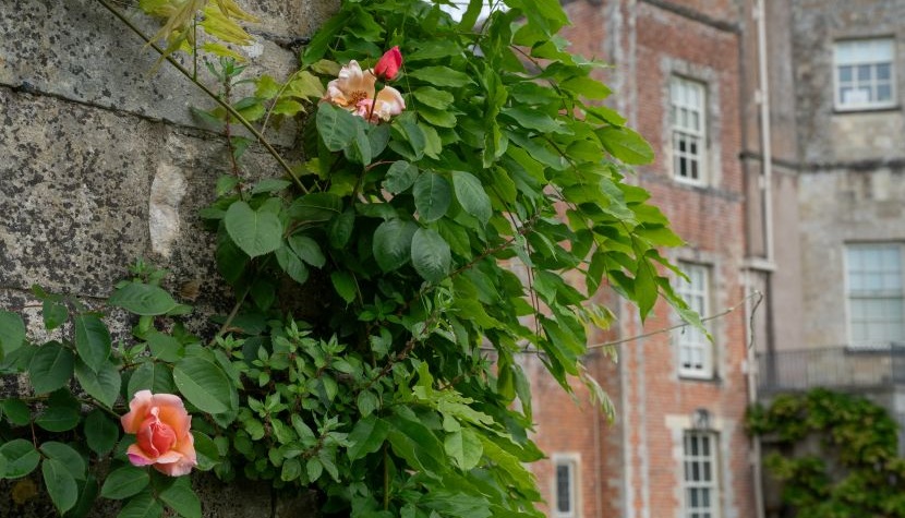 Mottisfont roses